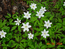 Первомайские лесные цветы